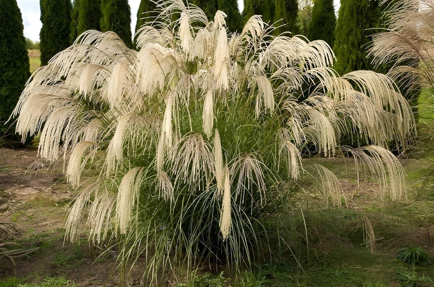 Miscanthus sinensis 'Nishidake' / Chinaschilf