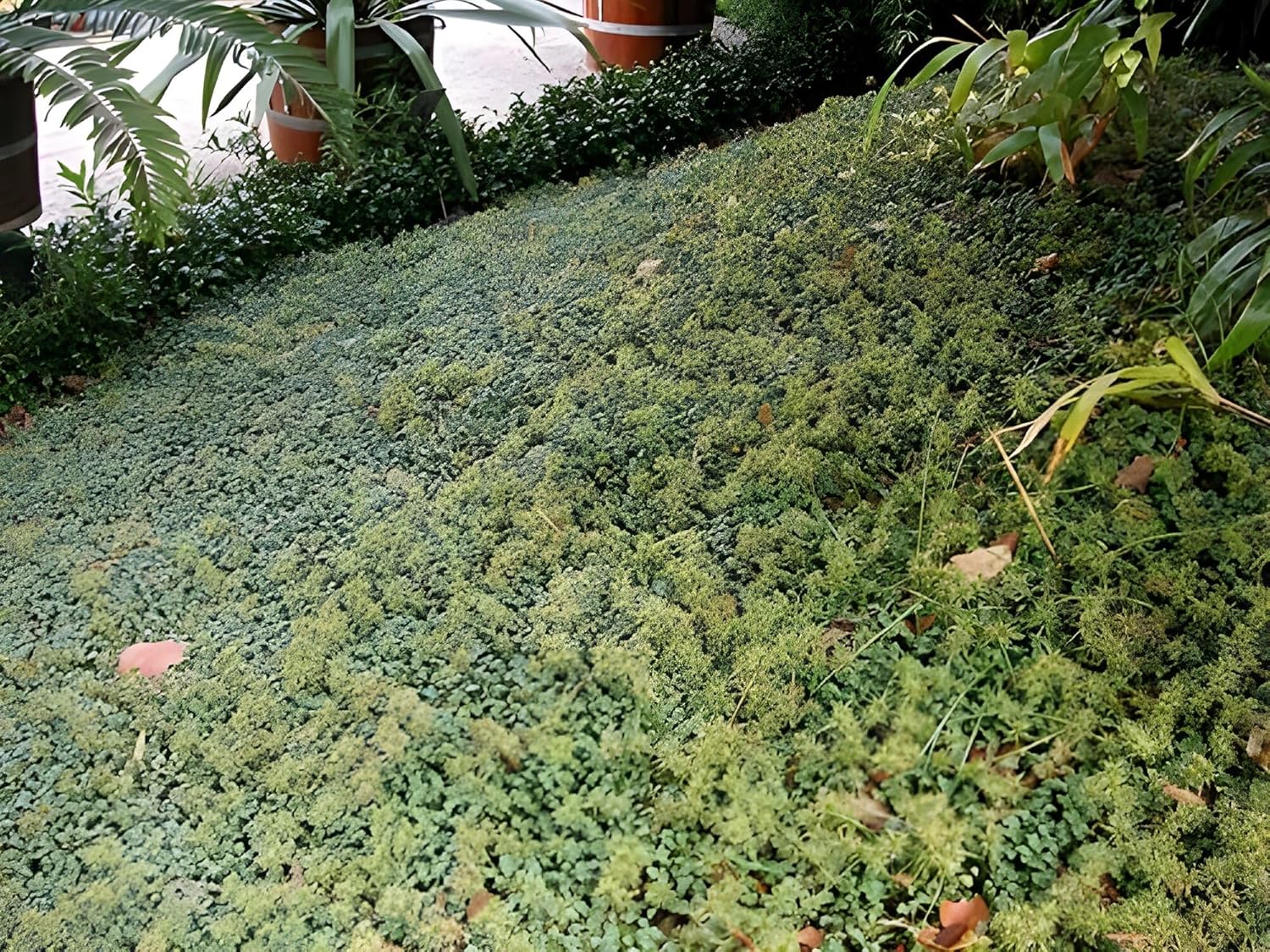 Acaena buchananni / Blaugrünes Stachelnüsschen