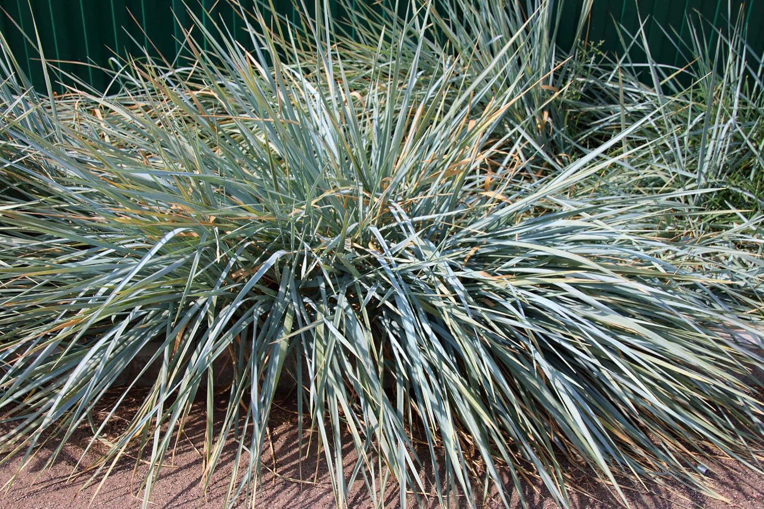 Leymus arenarius 'Blue Dune' / Blau Strandroggen