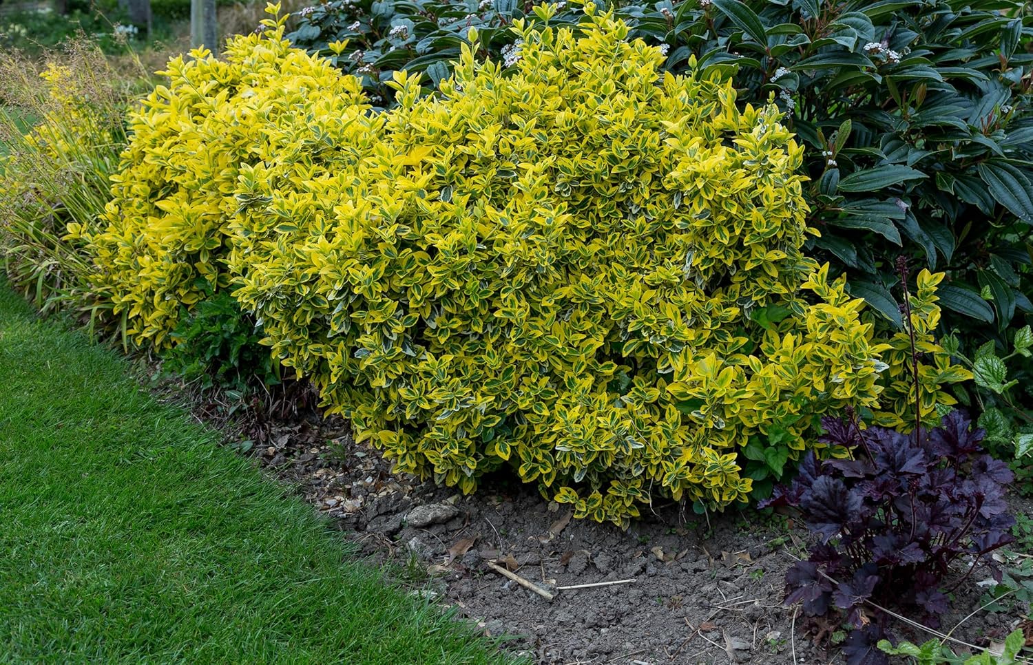 Euonymus fortunei 'Emerald'n Gold' / Goldbunte Kriechspindel