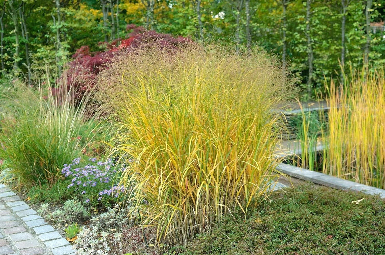 Panicum virgatum 'Strictum' / Gelbe Rutenhirse