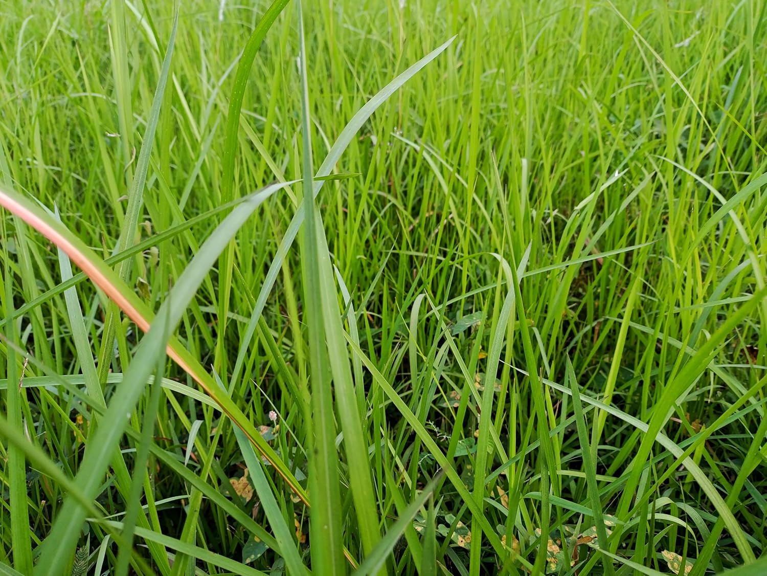 Imperata cylindica / Japanisches Silberhaargras