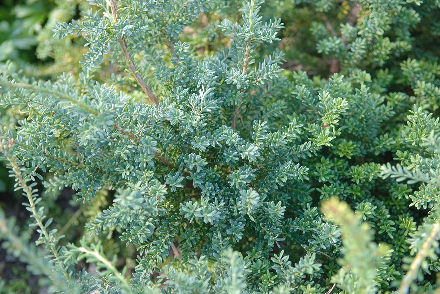 Podocarpus lawrencei 'Blue Gem' / Blaue Steineibe