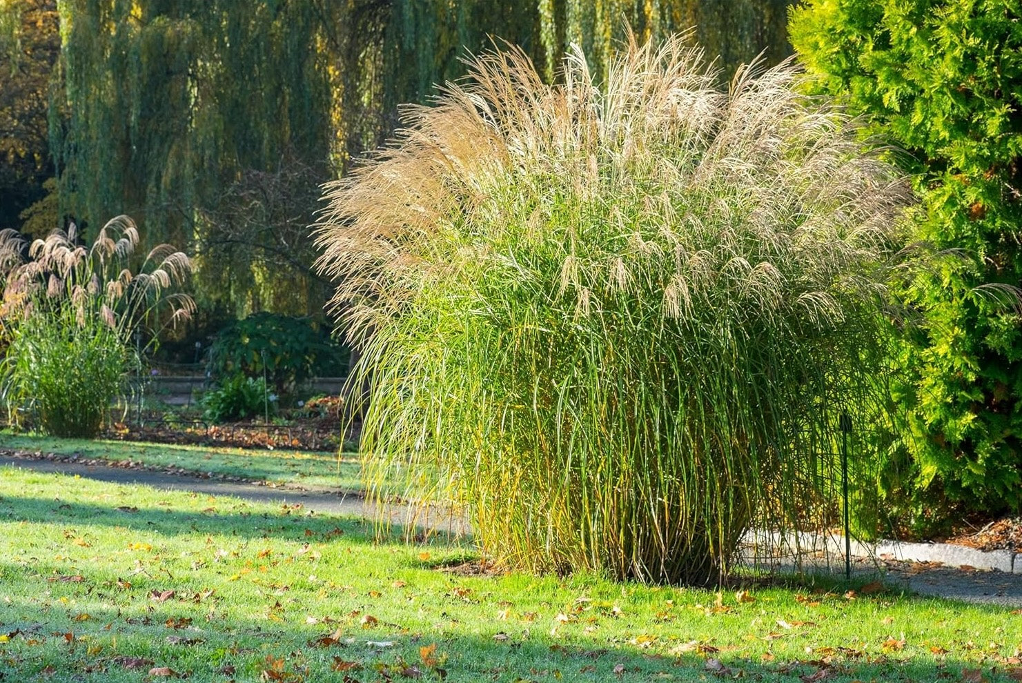 Miscanthus sinensis 'Federweißer' / Weißes Chinaschilf