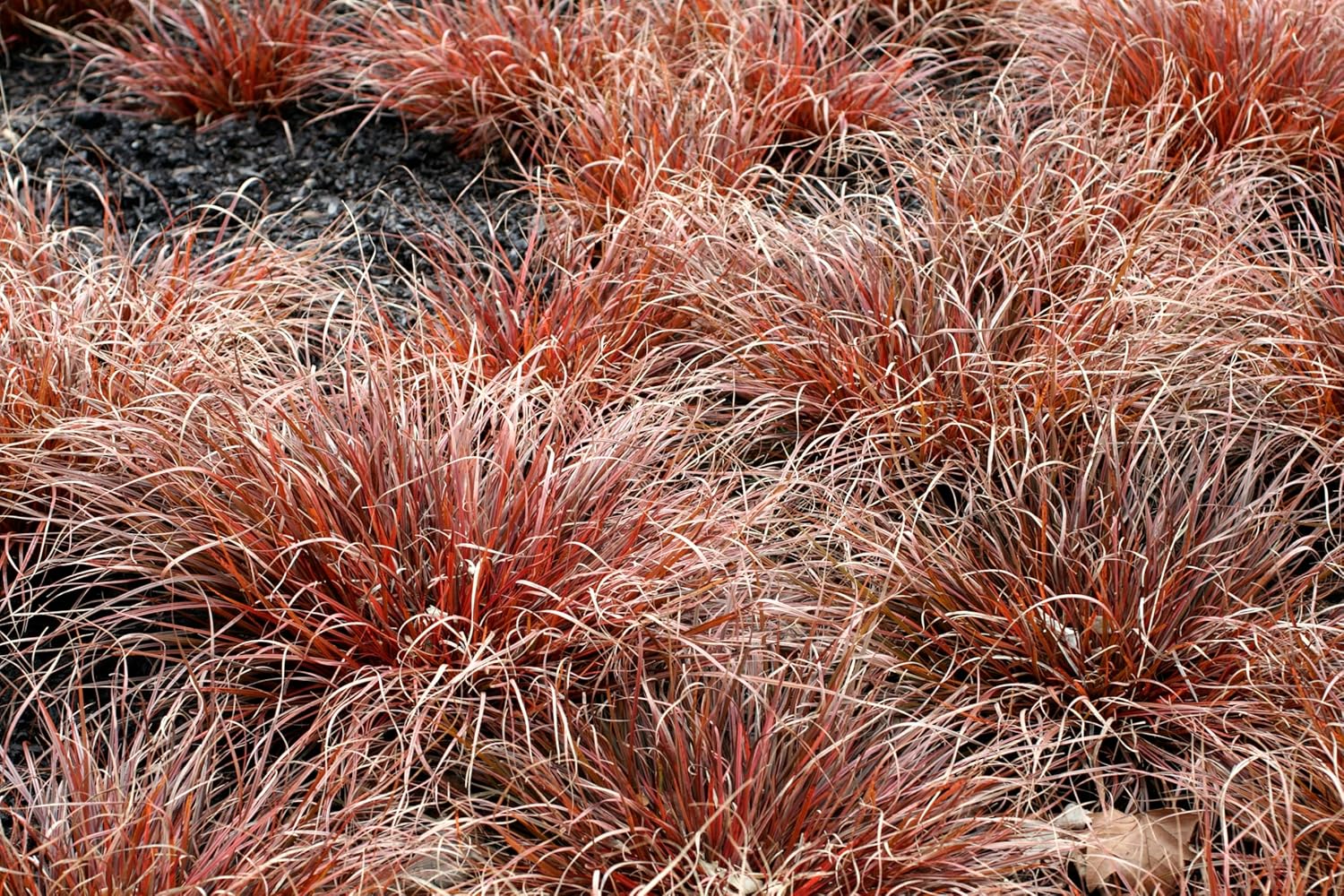 Uncinia rubra 'Firedance' / Mahagoni Gras