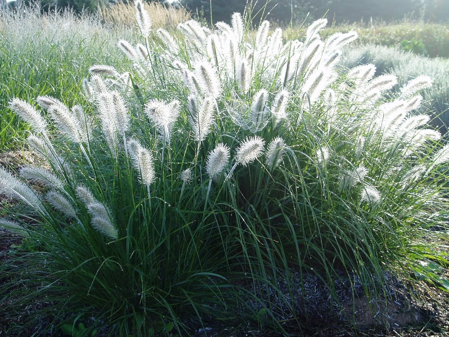 Pennisetum alopecuroides 'Hameln' / Lampenputzergras - XXL Topf