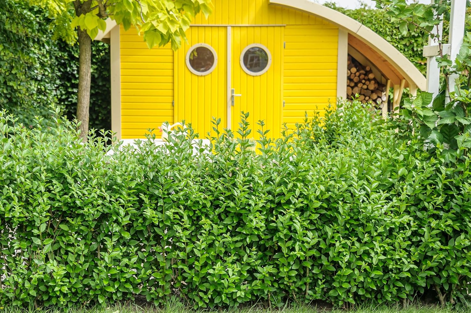 Ligustrum ovalifolium 'Green Diamond' / Ovalblättriger Liguster
