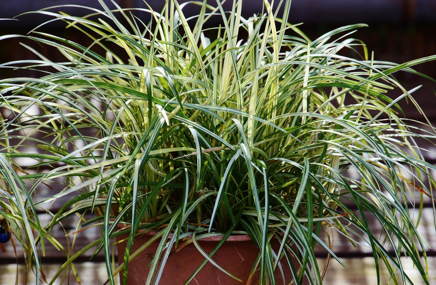 Ophiopogon japonicus 'Variegata' / Bunter Japanischer Schlangenbart
