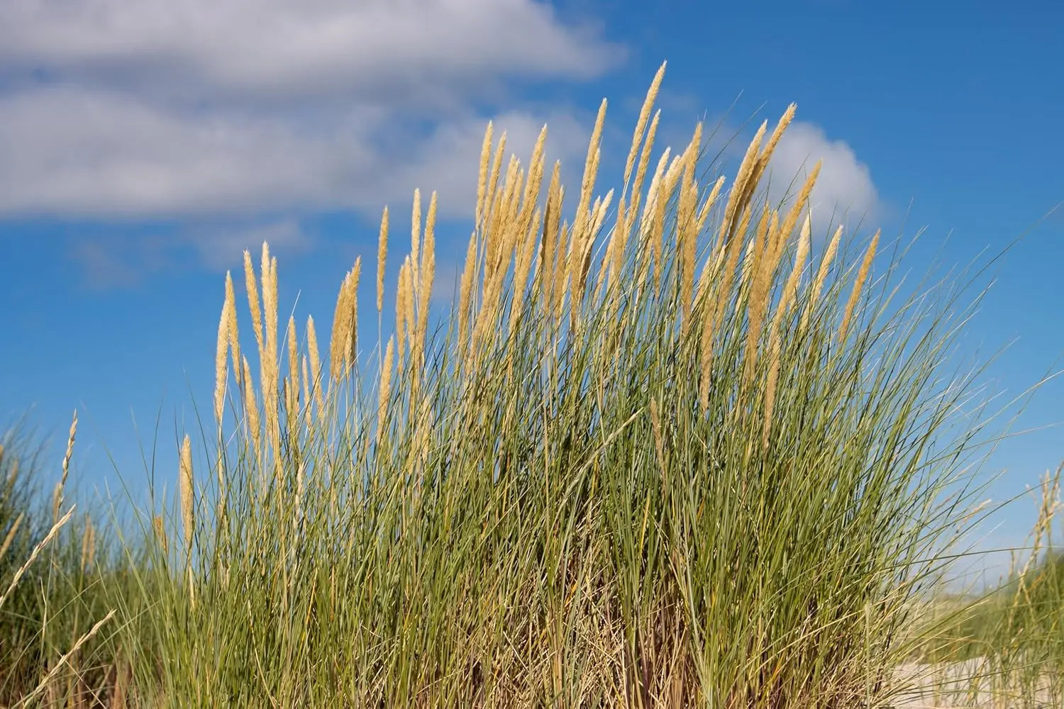 Ziergras Ammophila arenaria, Strandhafer im XXL-Topf, Pflanze mit hohen, schilfartigen Halmen, Stauden Gänge.