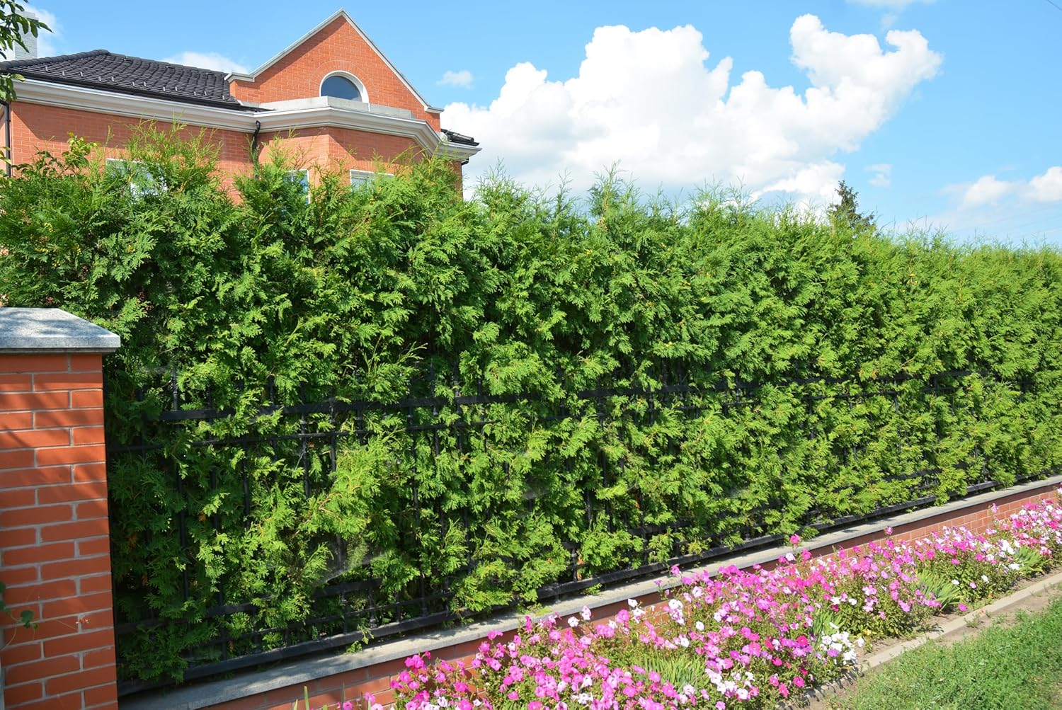 Thuja occidentalis 'Brabant' / Lebensbaum