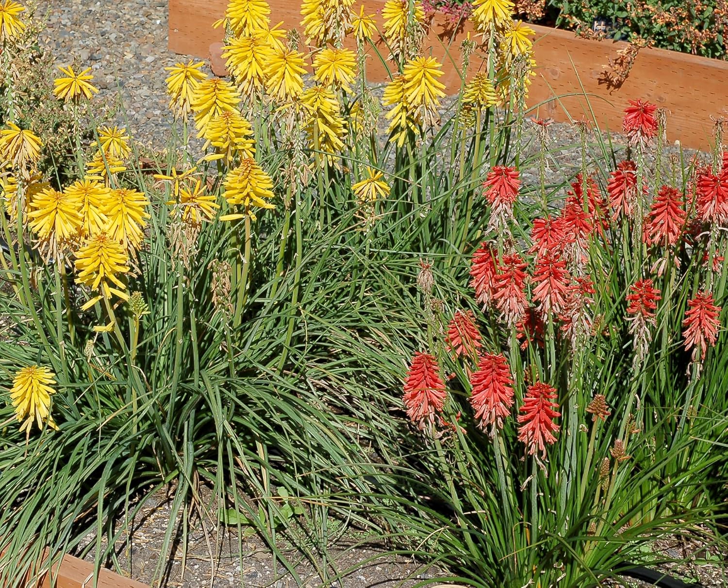Kniphofia 'Banana Popsicle’ / Gelbe Fackellilie - Tritome