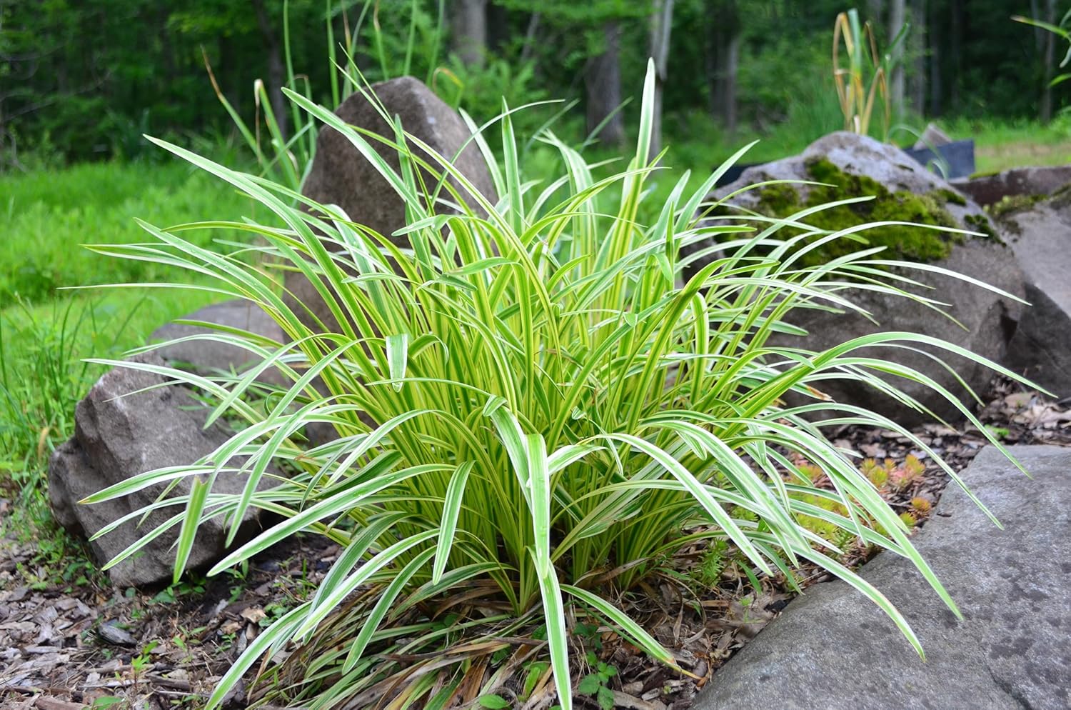 Liriope muscari 'Variegata' / Bunte Lilientraube