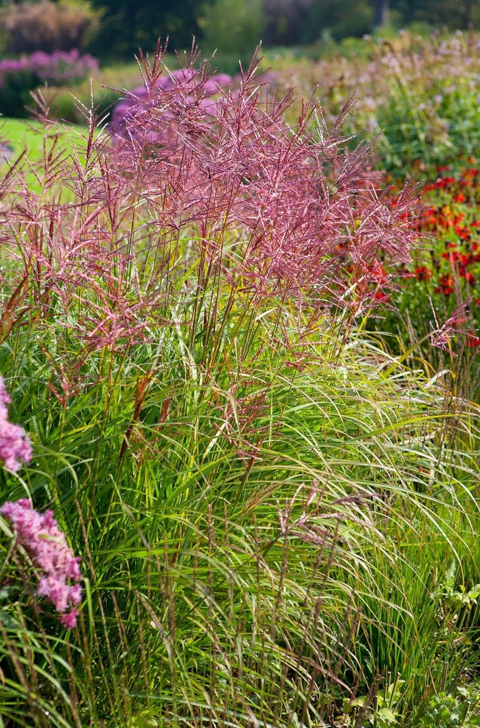 Miscanthus sinensis 'Ferner Osten' / Rotes Chinaschilf