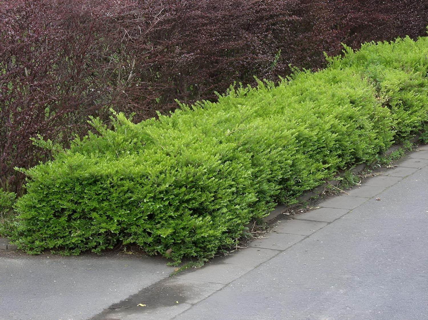 Lonicera nitida 'Maigrün‘ / Heckenmyrthe