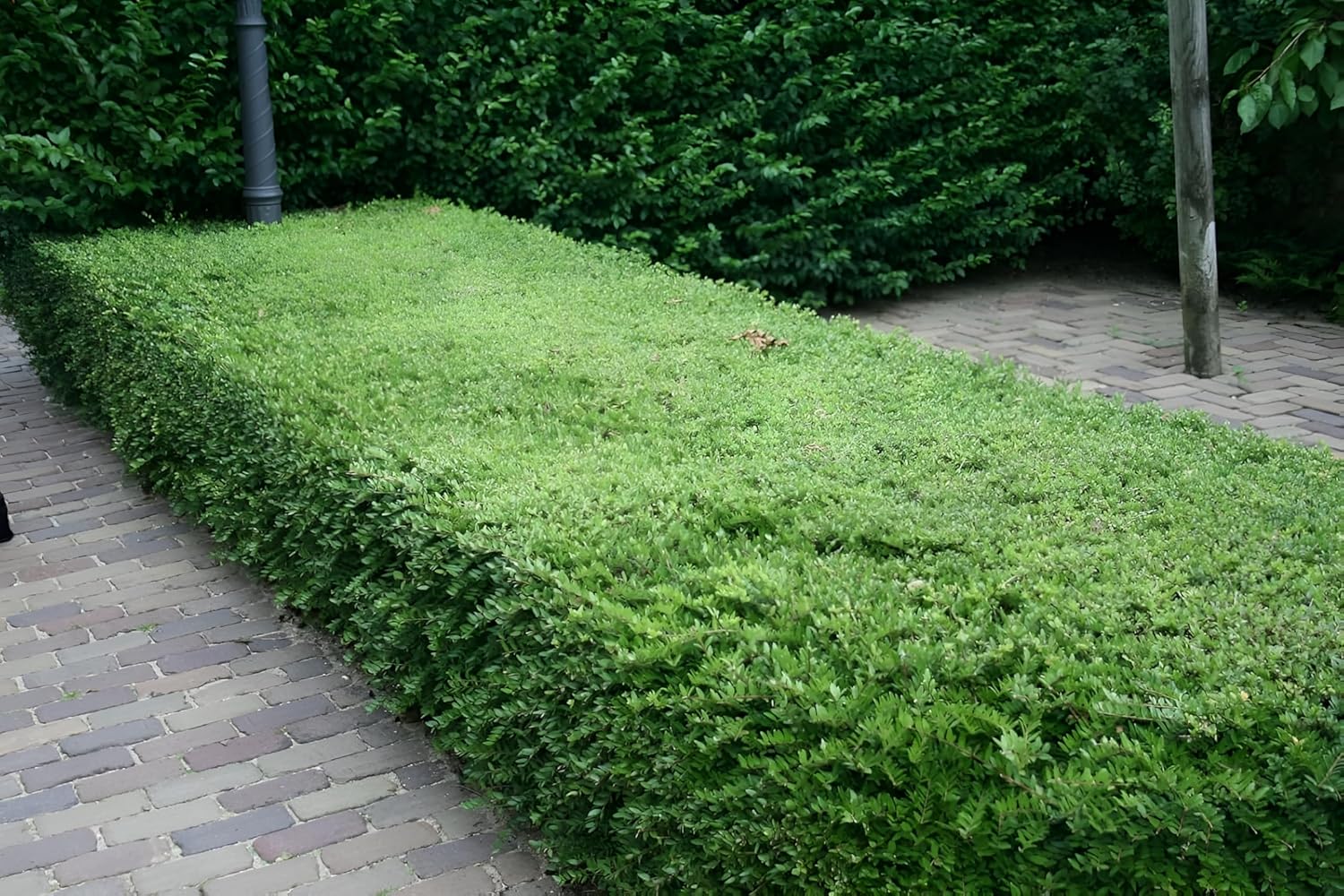 Lonicera nitida 'Maigrün‘ / Heckenmyrthe