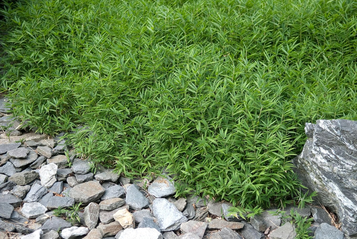 Pleioblastus pygmaeus 'Distichus' / Zwerg-Bambus