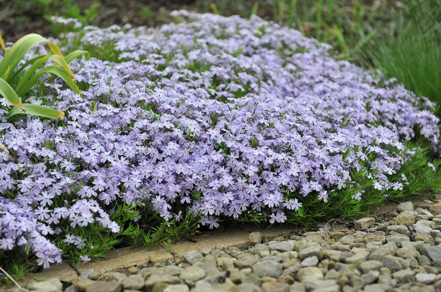 Phlox subulata 'Emerald Cushion Blue' / Blauer Polster-Phlox