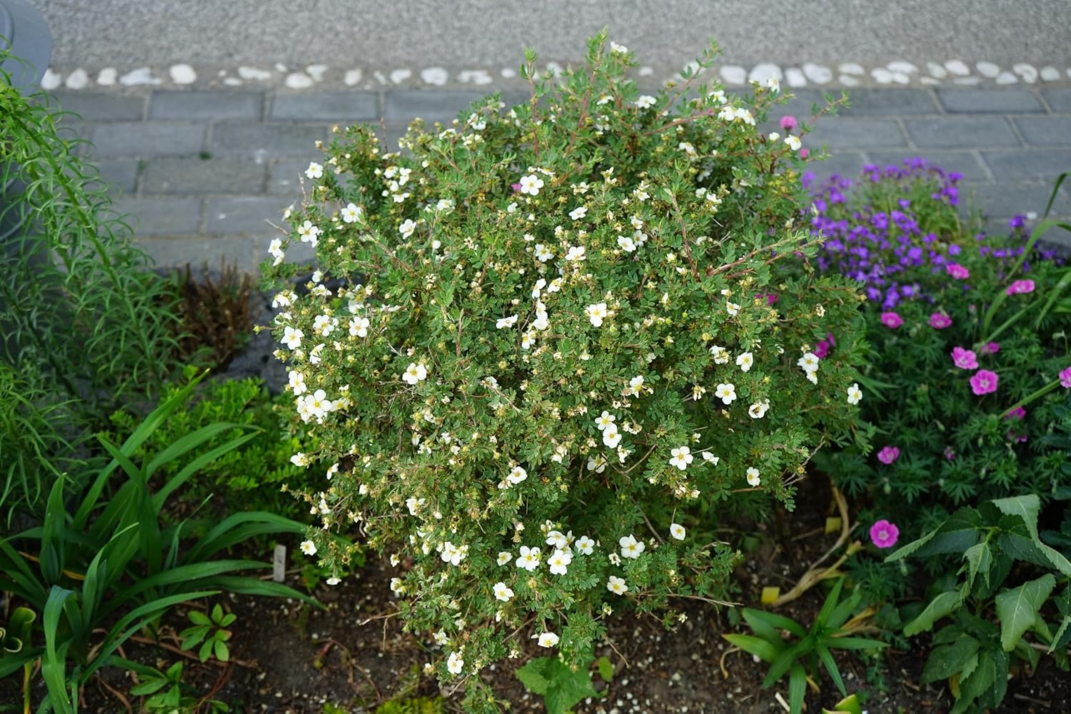 Potentilla fruticosa 'Abbotswood' / Weißer Fingerstrauch