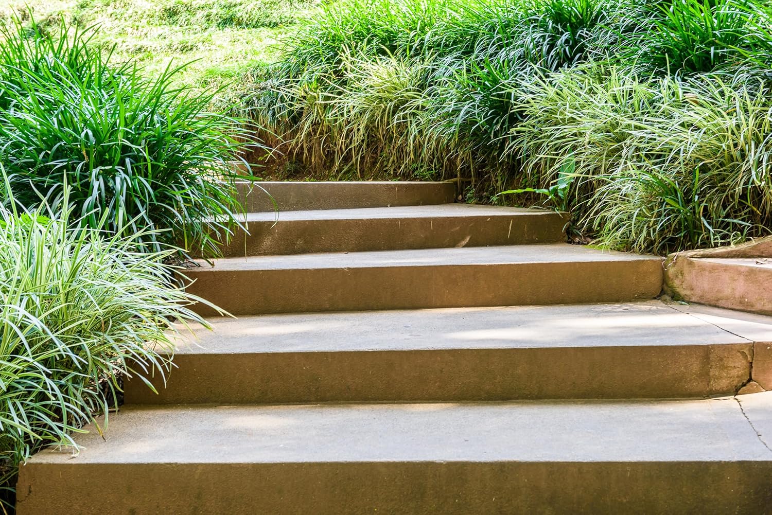 Ophiopogon japonicus 'Variegata' / Bunter Japanischer Schlangenbart