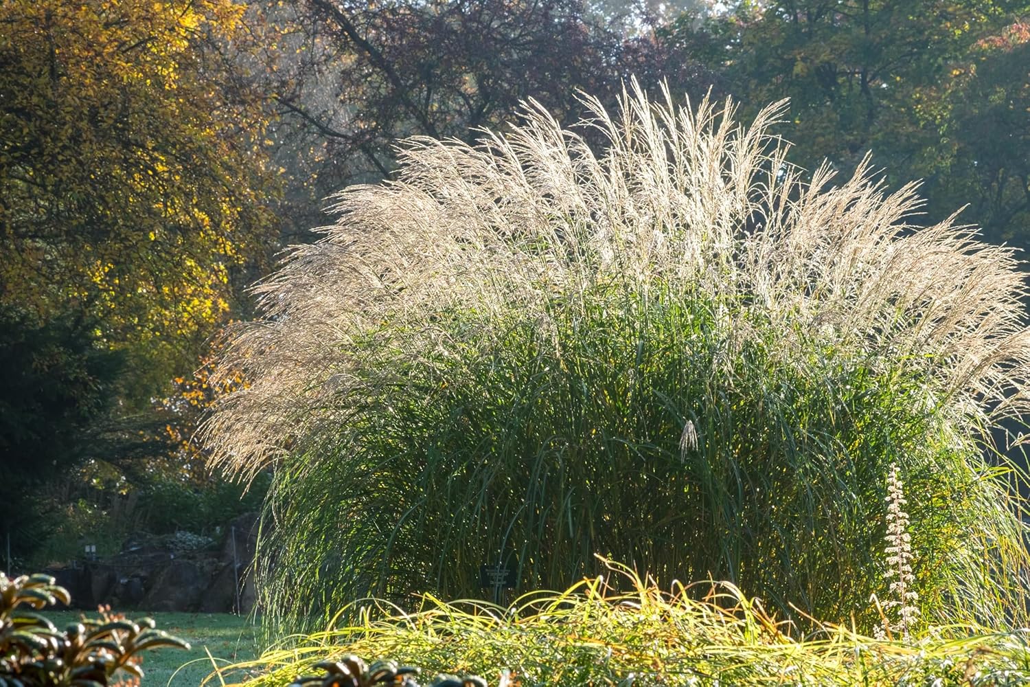 Miscanthus sinensis 'Federweißer' / Weißes Chinaschilf