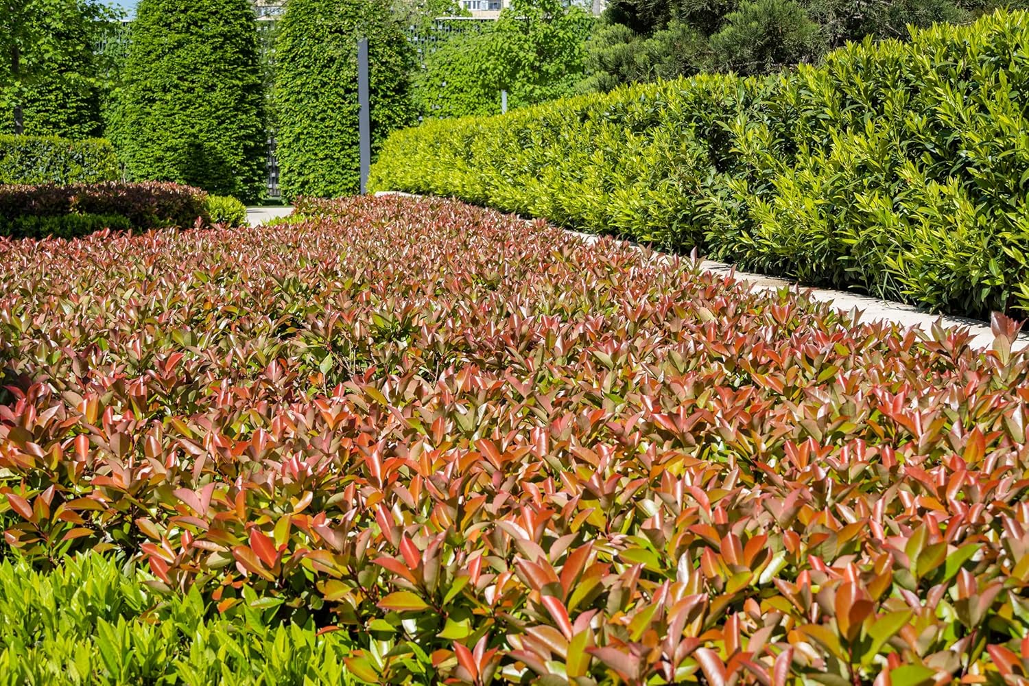 Photinia fraseri 'Little Red Robin' / Kleine Rote Glanzmispel