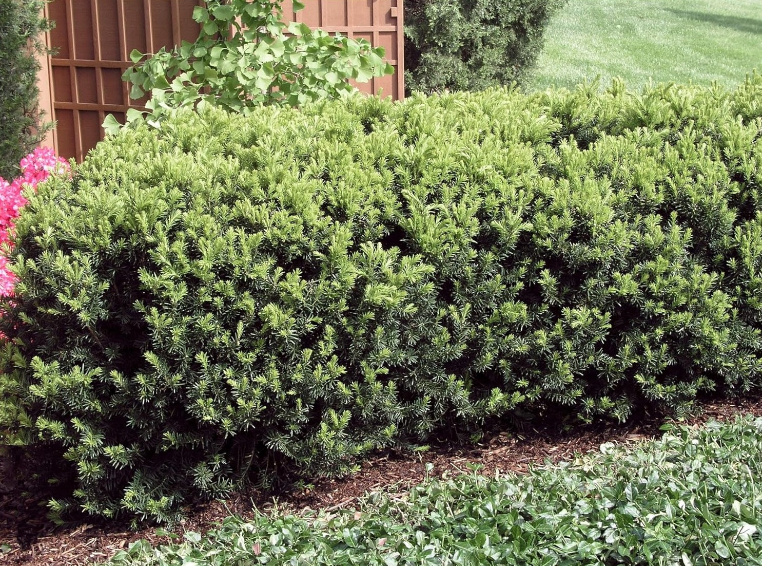 Taxus media 'Hicksii' / Becher-Eibe