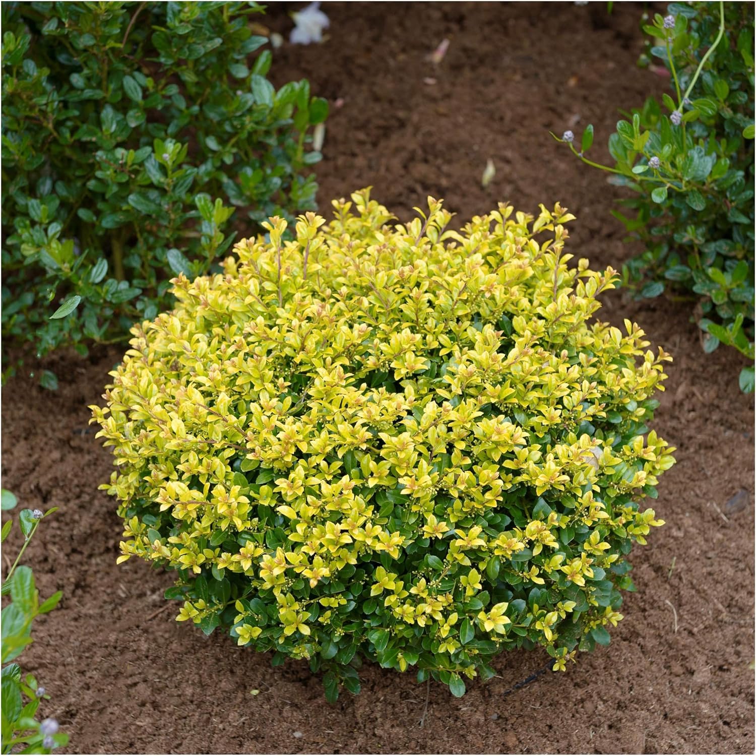 Ilex crenata 'Golden Gem‘ Kugel 30-40 cm / Gelber Berg Ilex