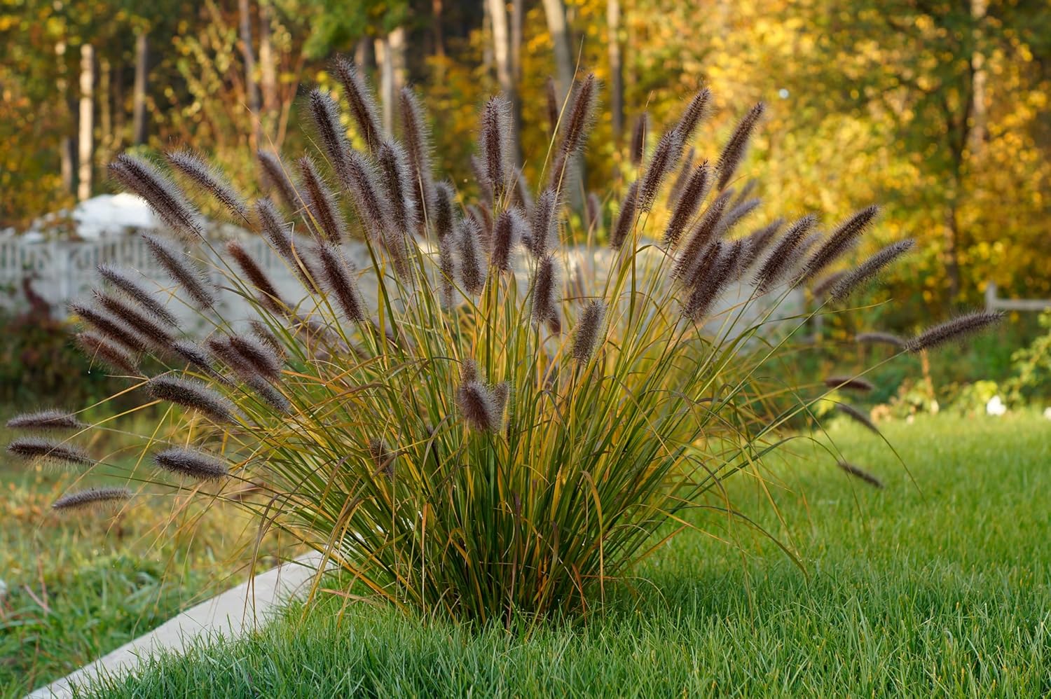 Pennisetum alopecuroides 'Red Head' / Rotes Lampenputzergras - XXL Topf