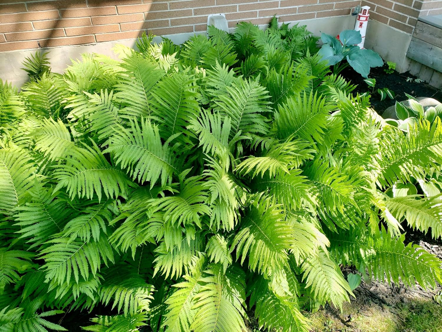 Matteuccia struthiopteris / Straußenfarn Trichterfarn