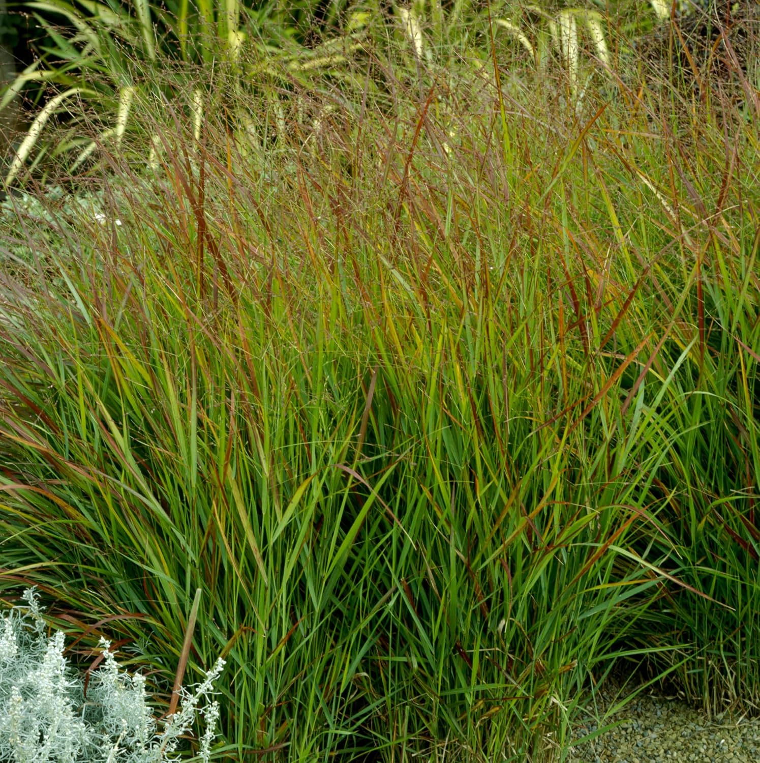 Panicum virgatum 'Hänse Herms' / Braunrote Rutenhirse