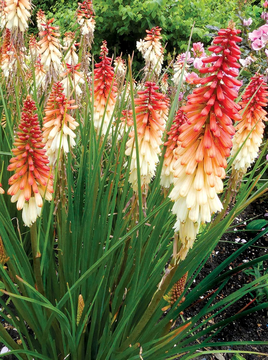 Kniphofia 'Orange Vanilla Popsicle' / Bunte Fackellilie - Tritome