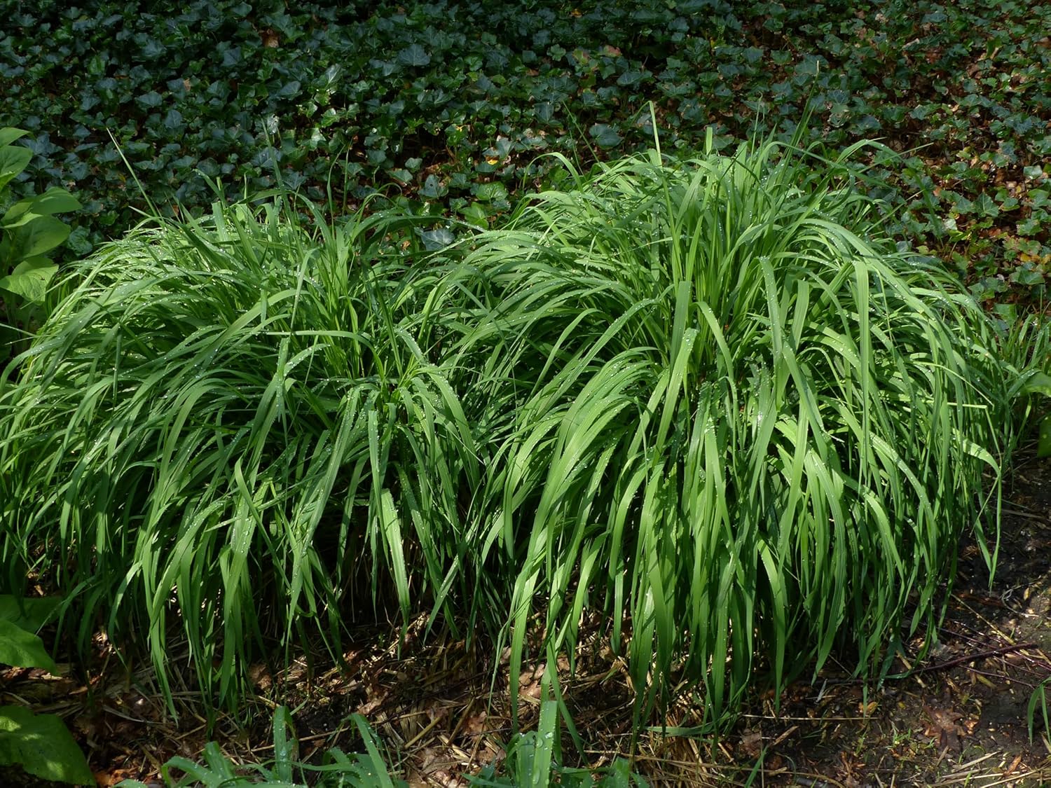 Molinia arundinacea 'Transparent' / Riesen Pfeifengras - XXL Topf