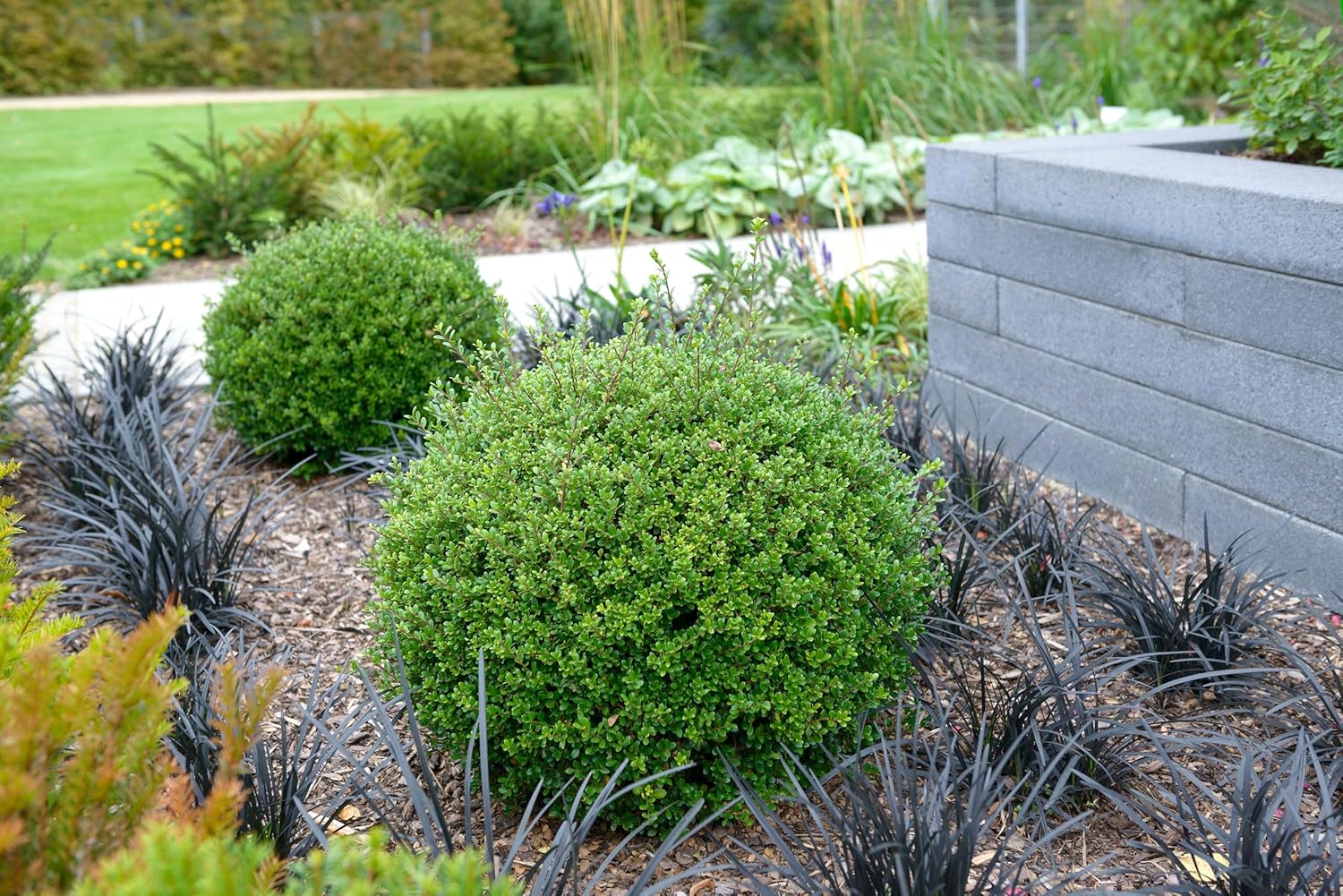 Ilex crenata 'Glory Gem' Kugel 25-35 cm / Japanischer Berg Ilex