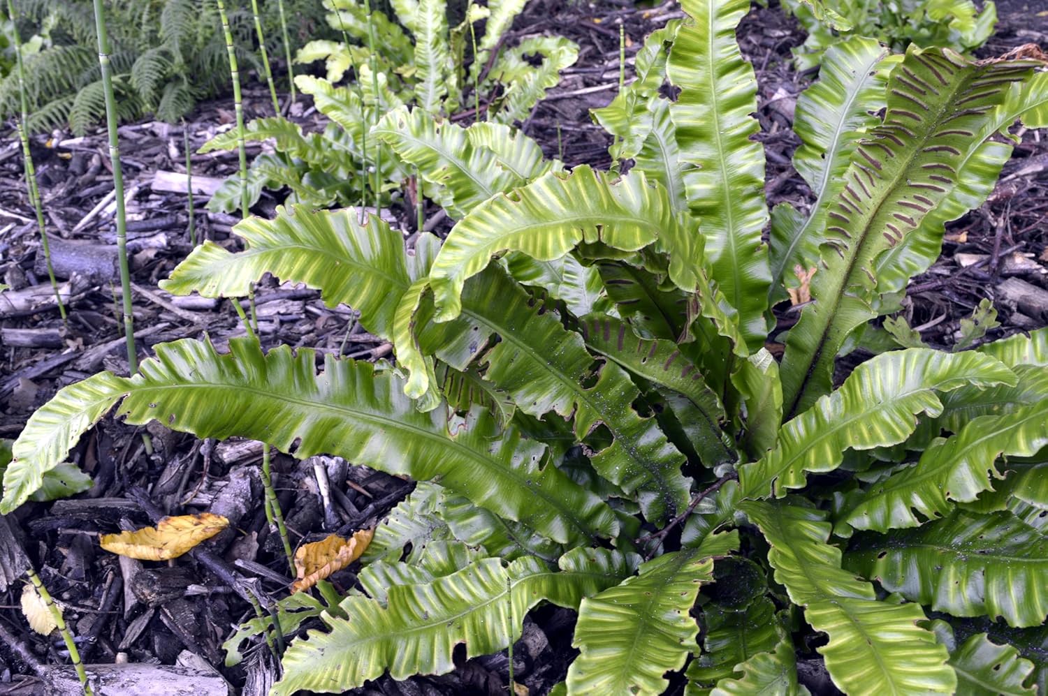 Phyllitis scolopendrium 'Angustifolium' / Hirschzungenfarn