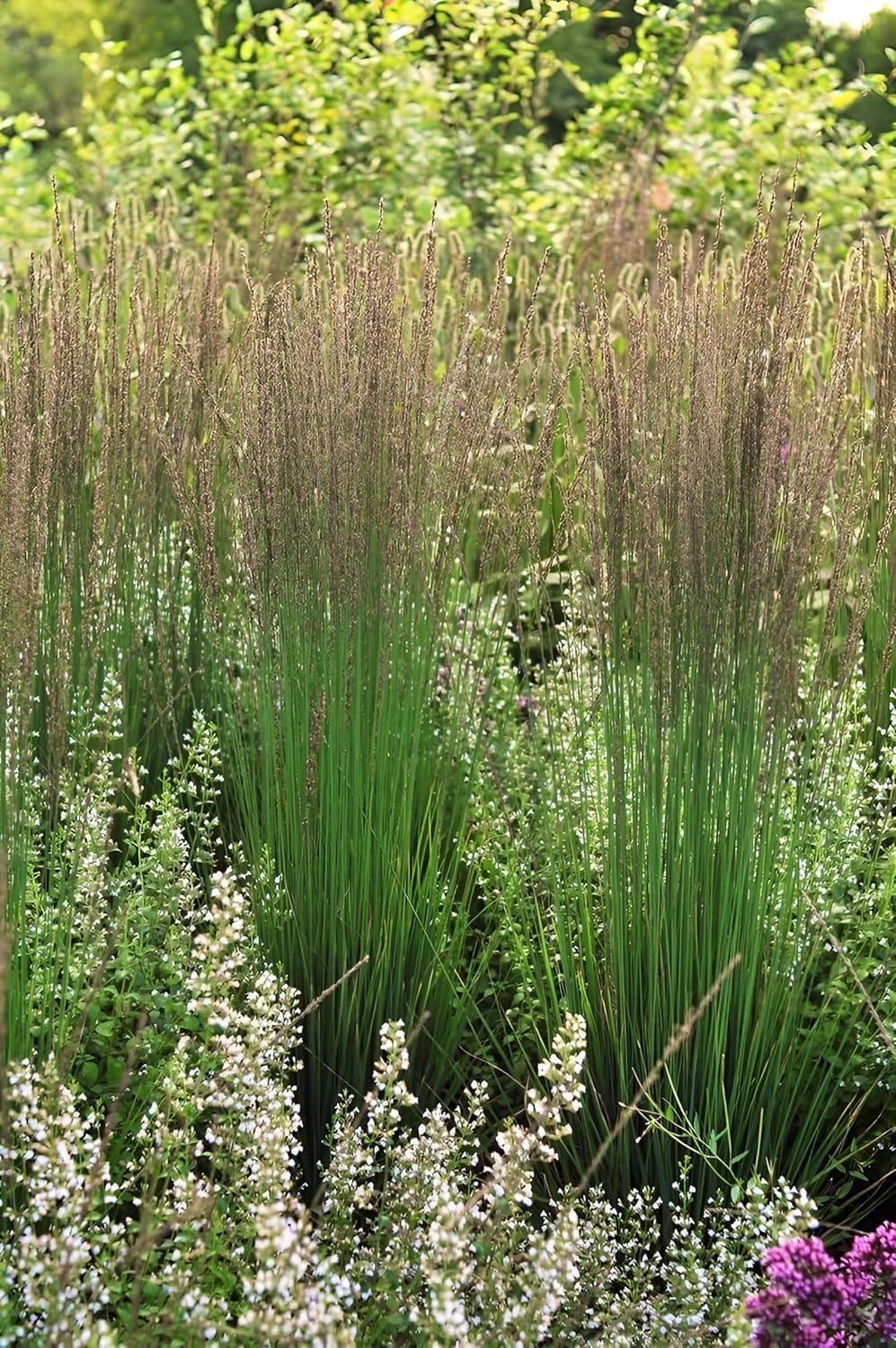 Molinia caerulea 'Moorhexe' / Kleines Pfeifengras