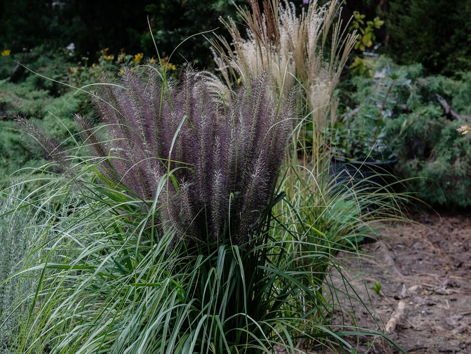 Pennisetum alopecuroides 'Black Beauty' / Schwarzes Lampenputzergras - XXL Topf