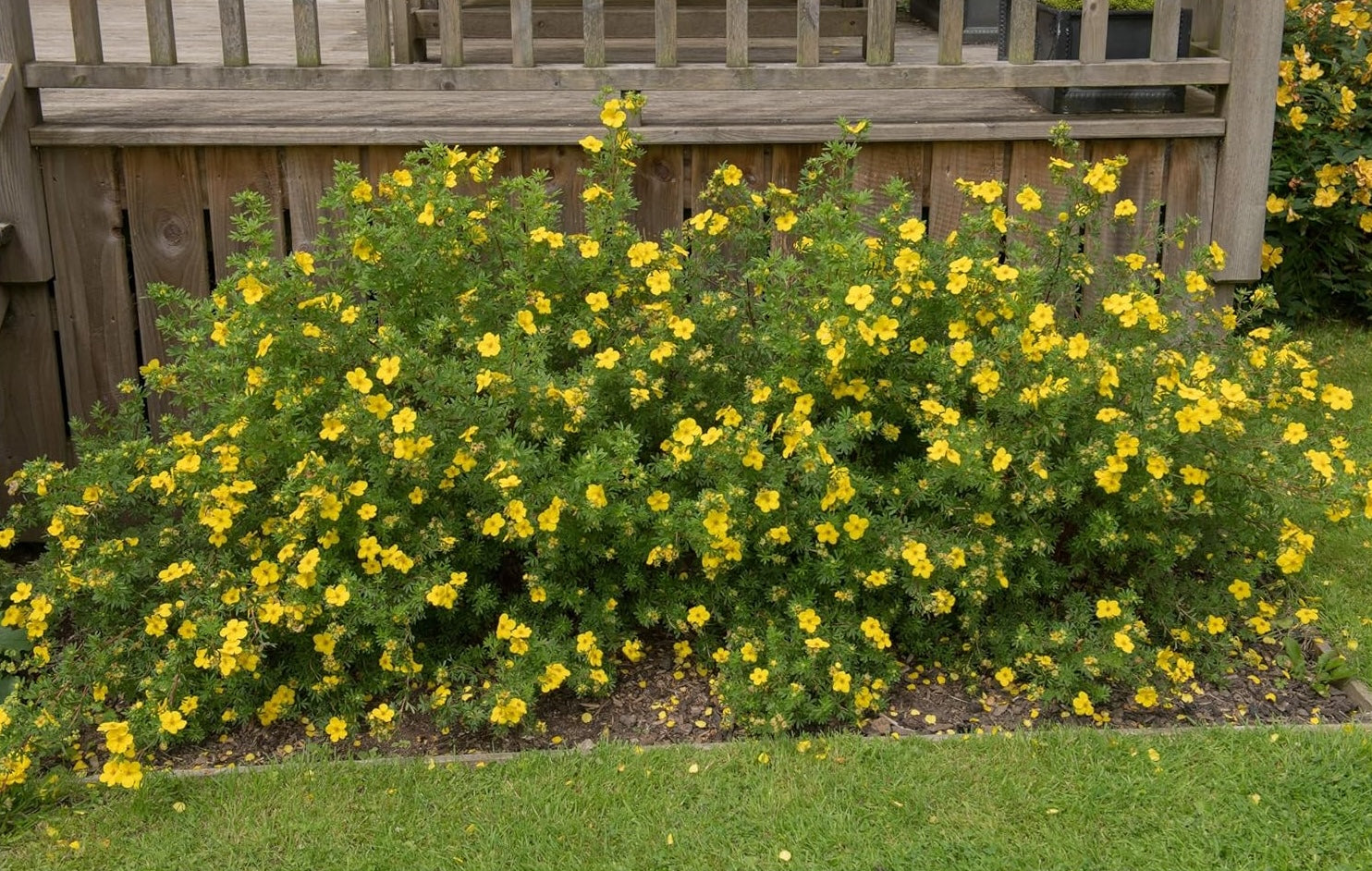 Potentilla fruticosa 'Kobold' / Gelber Fingerstrauch