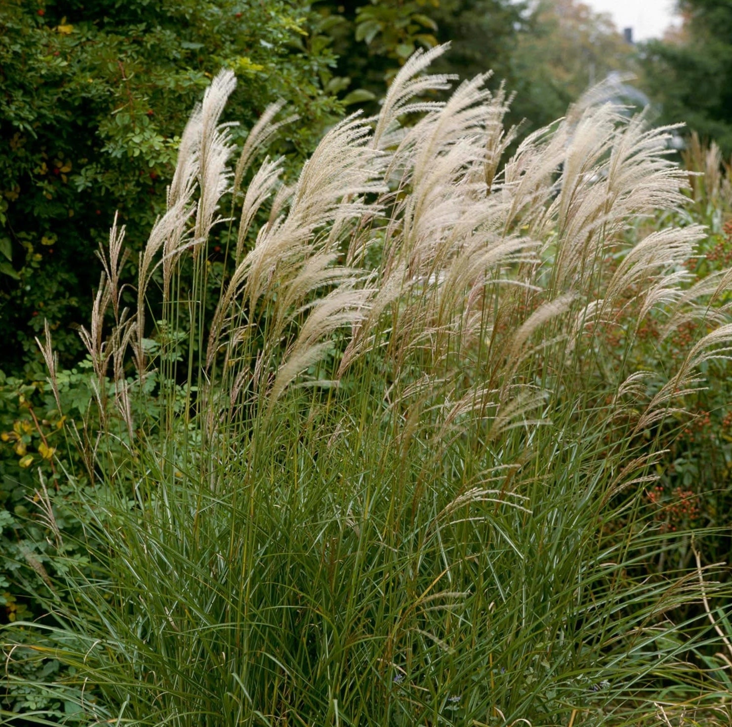 Miscanthus sinensis 'Graziella' / Chinaschilf