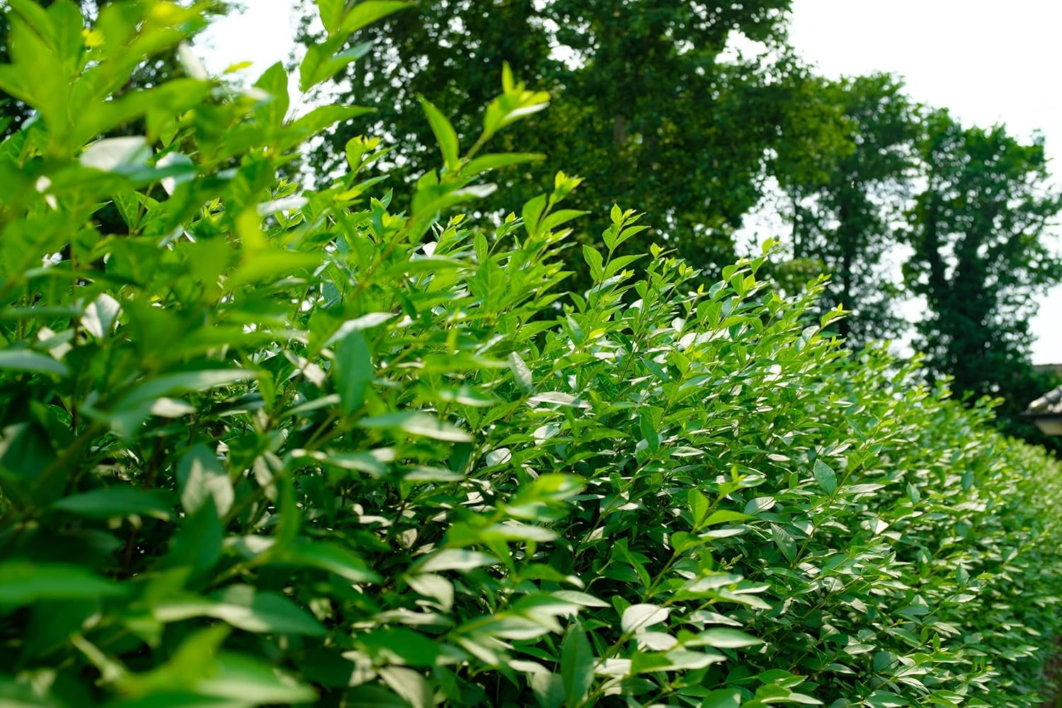 Ligustrum vulgare 'Atrovirens' / Schwarzgrüner Liguster