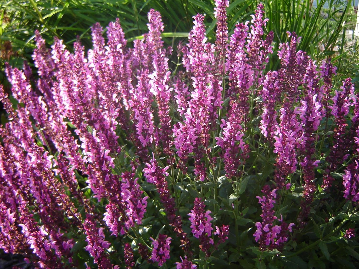 Salvia nemorosa 'Sensation Pink®' / Pinker Steppensalbei