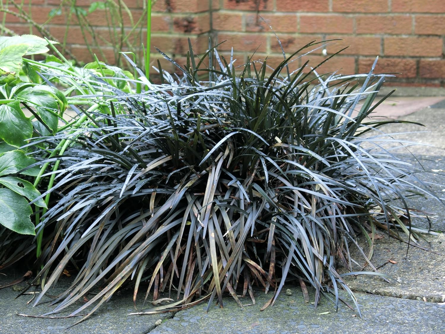 Ophiopogon planiscapus 'Niger' / Schwarzer Schlangenbart