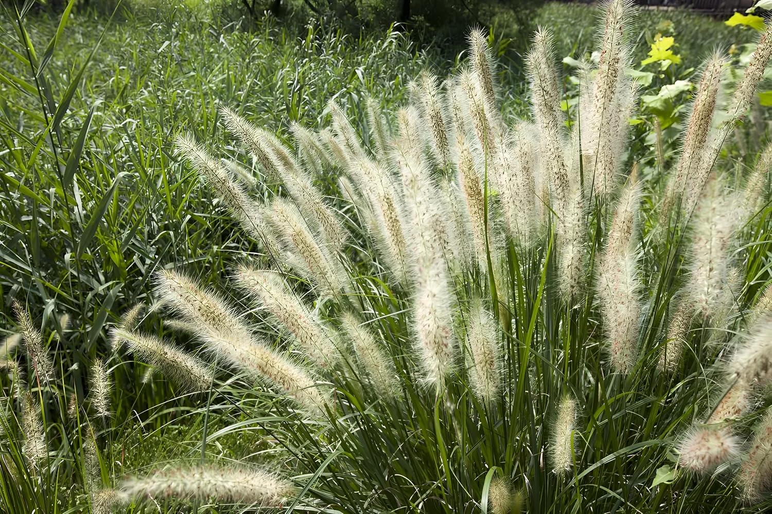Pennisetum alopecuroides 'Little Honey' / Zwerg Lampenputzergras