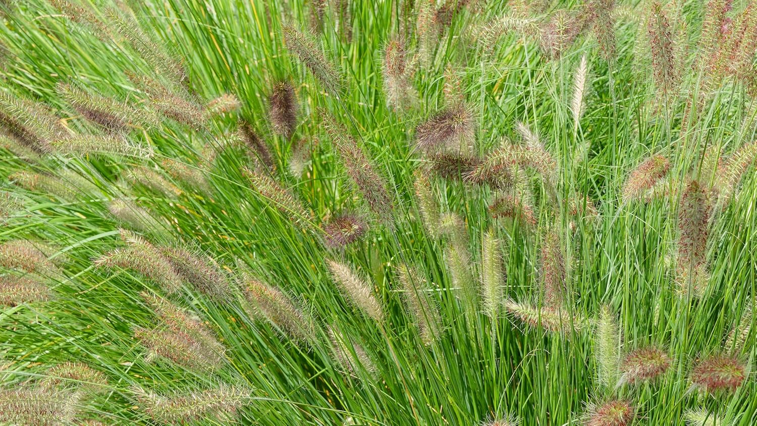 Pennisetum alopecuroides 'Compressum' / Lampenputzergras