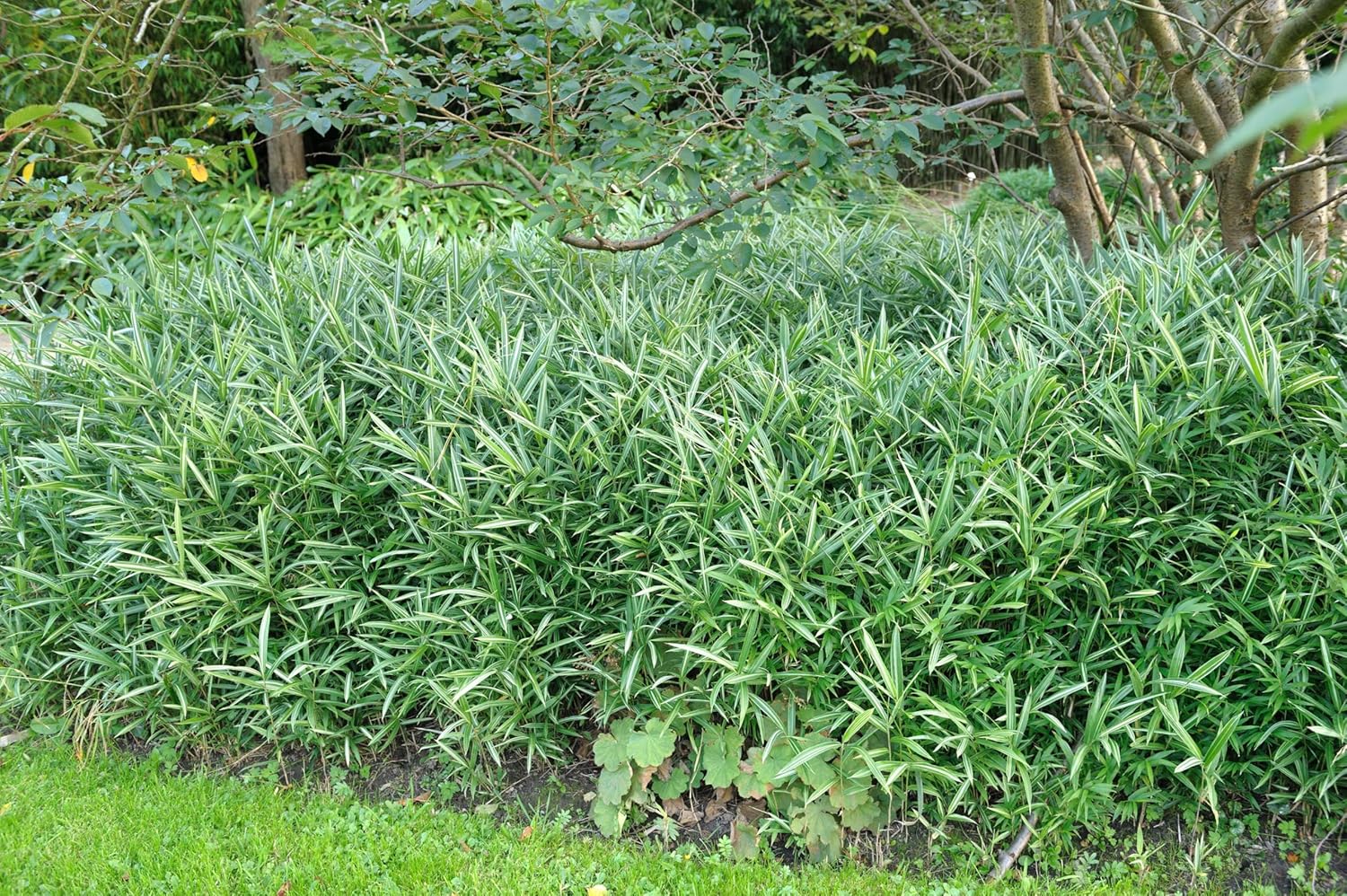 Pleioblastus 'Variegatus' / Bunter Zwergbambus