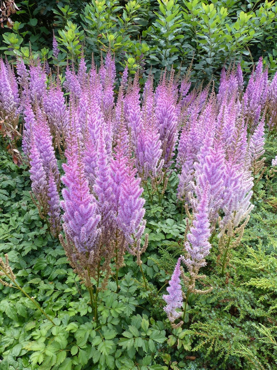 Astilbe chinensis pumila / Zwerg Prachtspiere