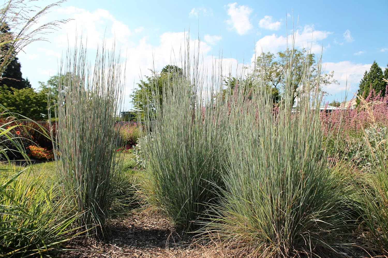 Schizachyrium scoparium 'Blue Heaven’ / Kleines Präriegras