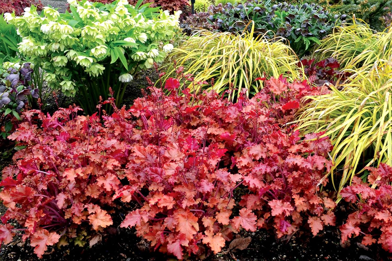 Heuchera Hybride 'Peach Crisp' / Purpurglöckchen