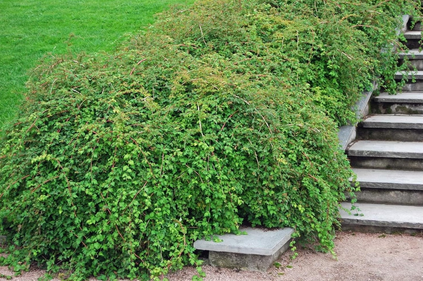 Stephanandra incisa 'Crispa' / Kranzspiere