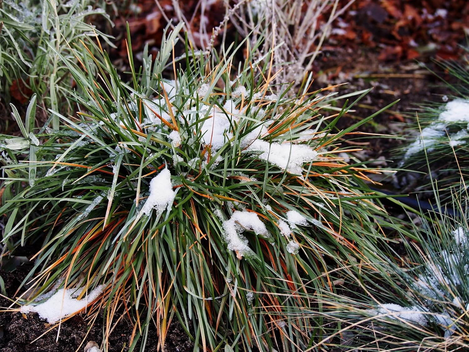 Sesleria sadleriana / Ungarisches Blaugras