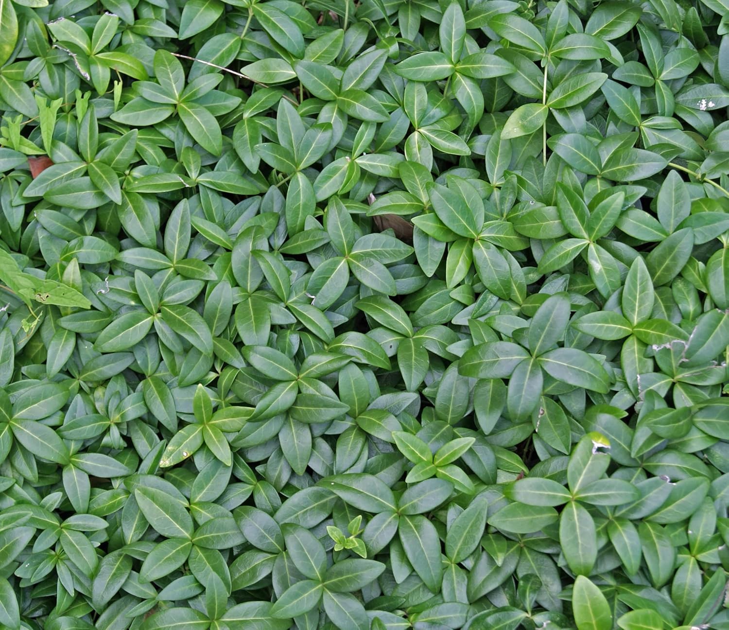 Vinca minor 'Grüner Teppich' / Kleines Immergrün (BLÜHT NICHT)